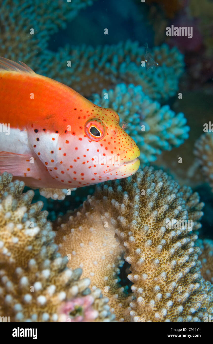 Pesce frizzolato, Paracirrhites forsteri, sul corallo, luogo di immersione della fattoria di pollo, Isola di Natale, Australia, Oceano Indiano Foto Stock