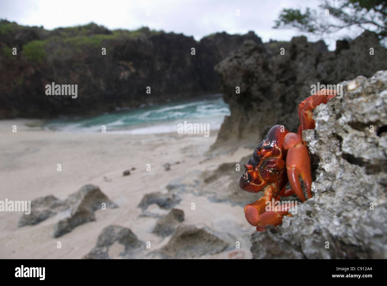 Granchio rosso, Gecarcoidea natalis, sulle rocce dalla spiaggia, Isola di Natale, Australia, Oceano Indiano Foto Stock