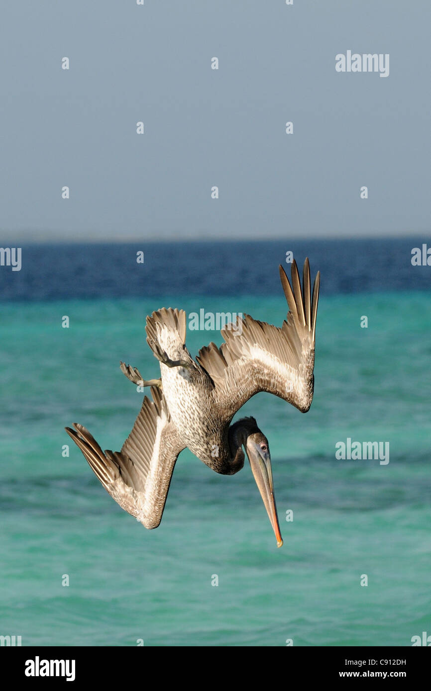 Un marrone pelican Pelecanus occidentalis prendendo un tuffo nelle acque turchesi di Los Roques PARCO NAZIONALE.Il parco che è Foto Stock