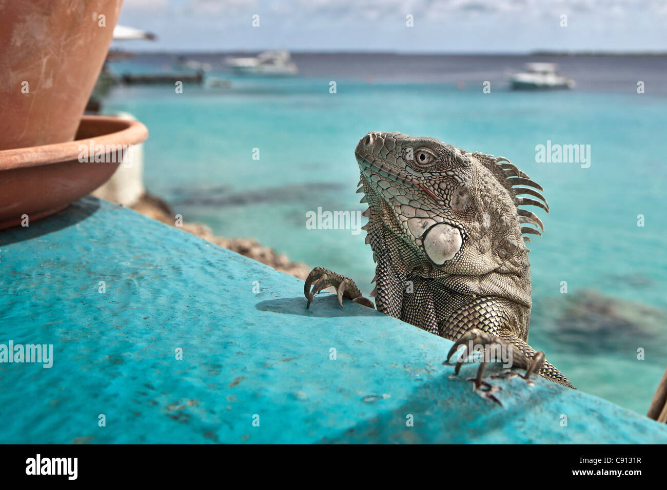I Paesi Bassi, Bonaire Island, olandese dei Caraibi, Kralendijk, Verde ( Iguana Iguana iguana ) nei pressi del subacqueo e beach hotel. Foto Stock