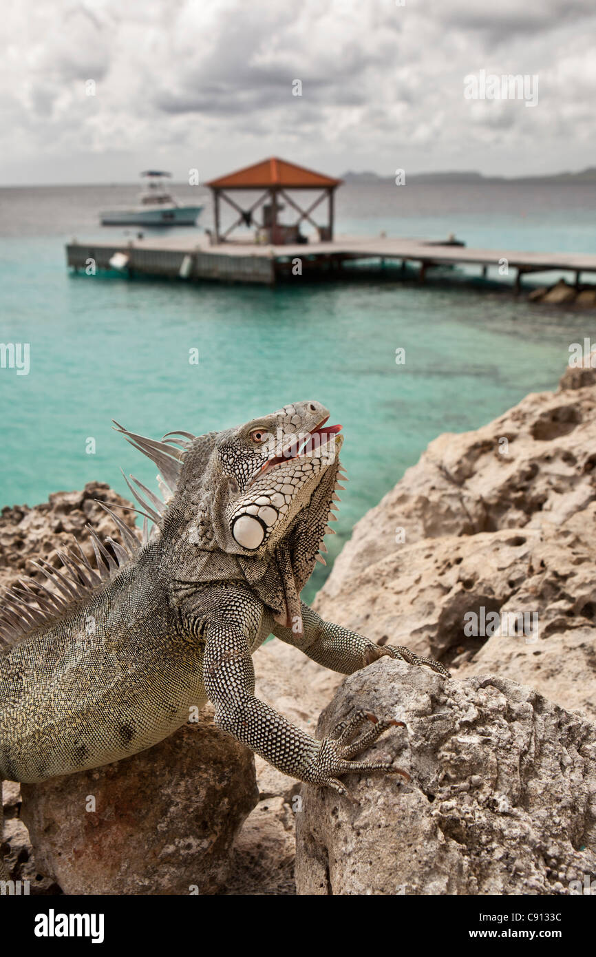 I Paesi Bassi, Bonaire Island, olandese dei Caraibi, Kralendijk, Verde ( Iguana Iguana iguana ) nei pressi del subacqueo e beach hotel. Foto Stock