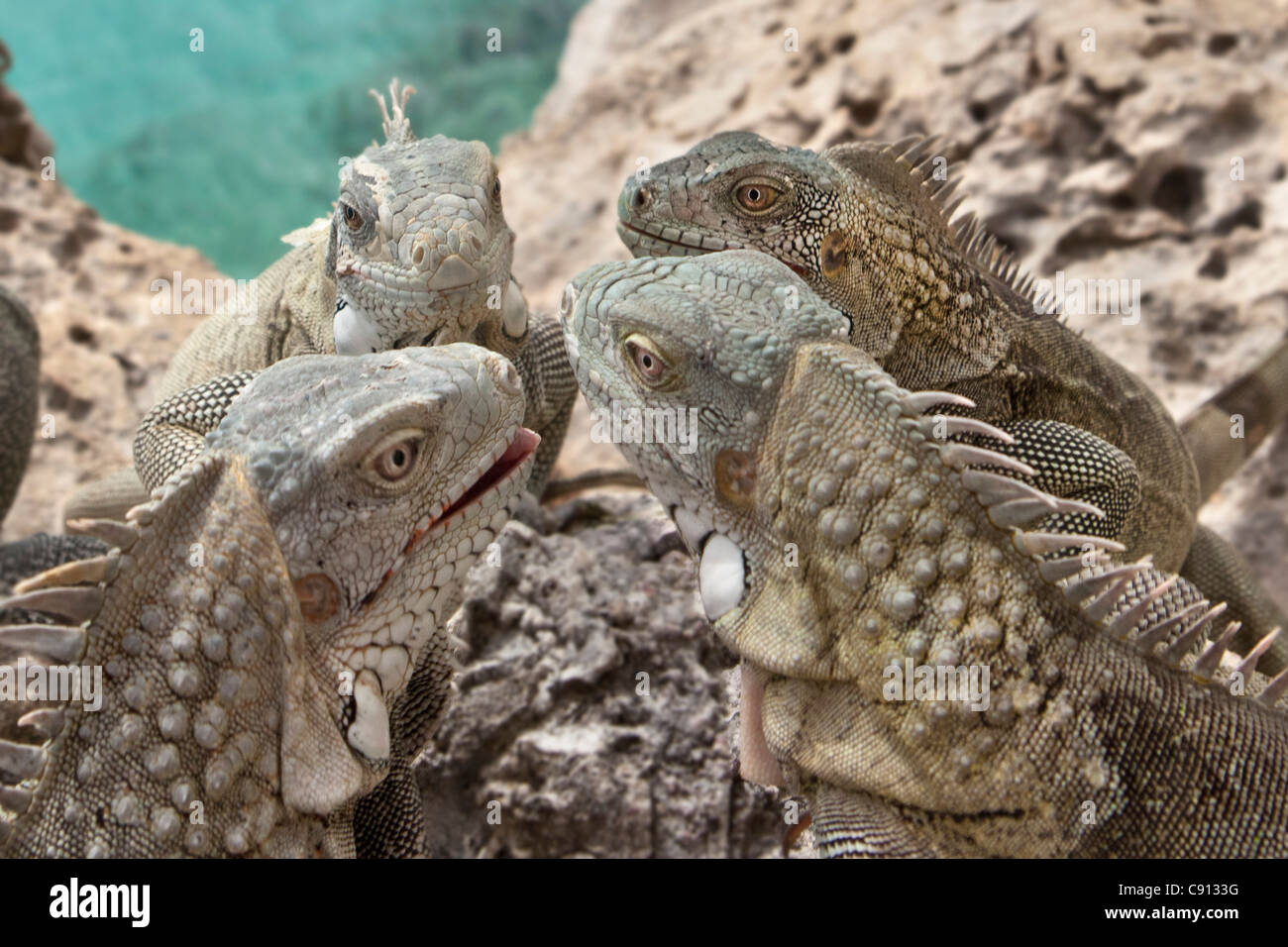 I Paesi Bassi, Bonaire Island, olandese dei Caraibi, Kralendijk, Verde ( Iguana Iguana iguana ). Foto Stock
