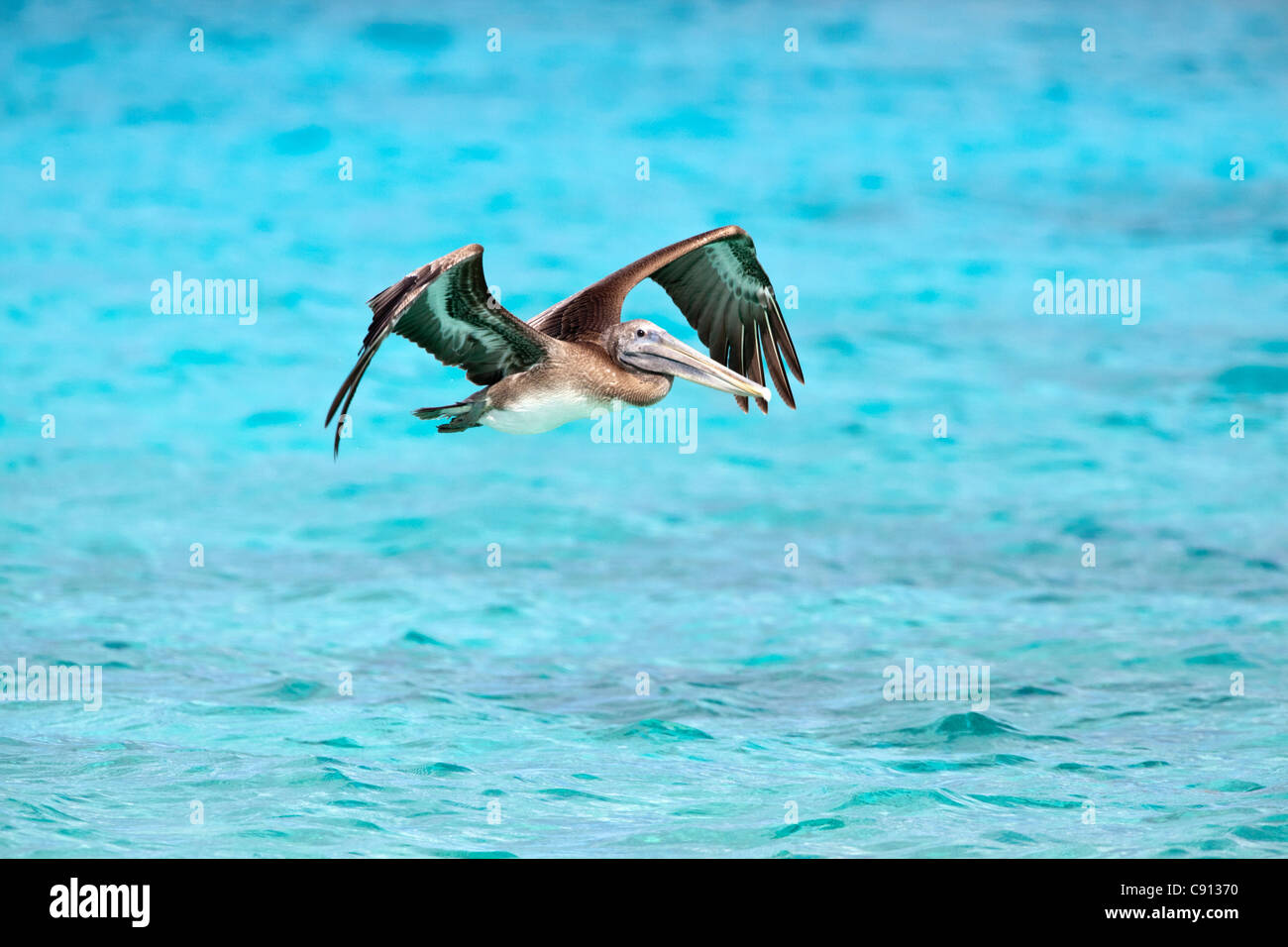 I Paesi Bassi, Bonaire Island, olandese dei Caraibi, Kralendijk, Marrone Pelican ( Pelecanus occidentalis ). Foto Stock