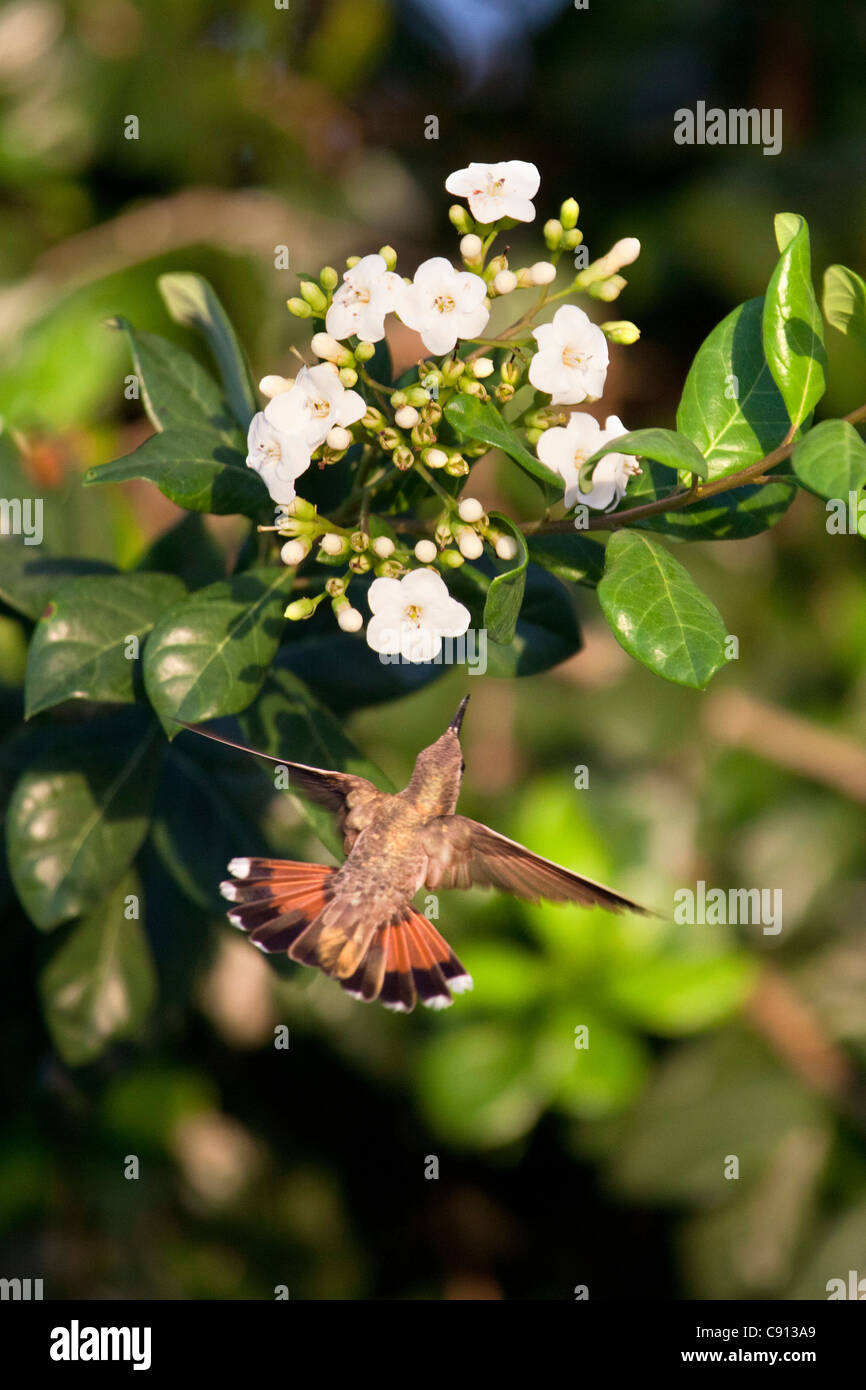 I Paesi Bassi, Bonaire Island, olandese dei Caraibi, Kralendijk, Rubino Topazio Hummingbird ( Chrysolampis mosquitus ) . Femmina. Foto Stock