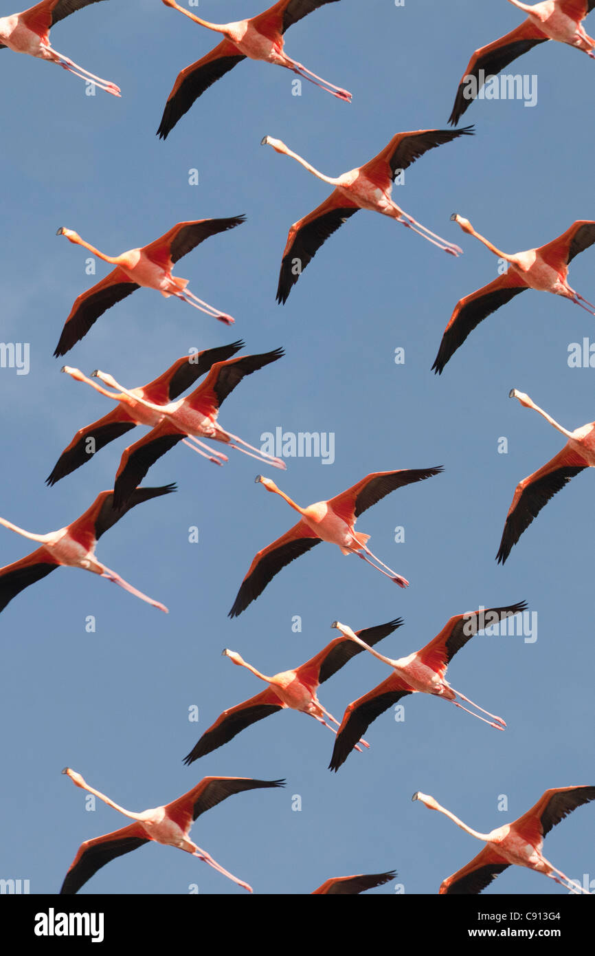 I Paesi Bassi, Bonaire Island, olandese dei Caraibi, Kralendijk, americana o dei Caraibi Flamingo ( Phoenicopterus ruber ). Foto Stock