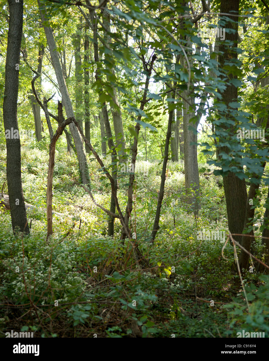 Prospect Park di Brooklyn offre un santuario naturale dalla frenetica vita quotidiana con i suoi numerosi spazi aperti di alberi e laghi. Data Foto Stock