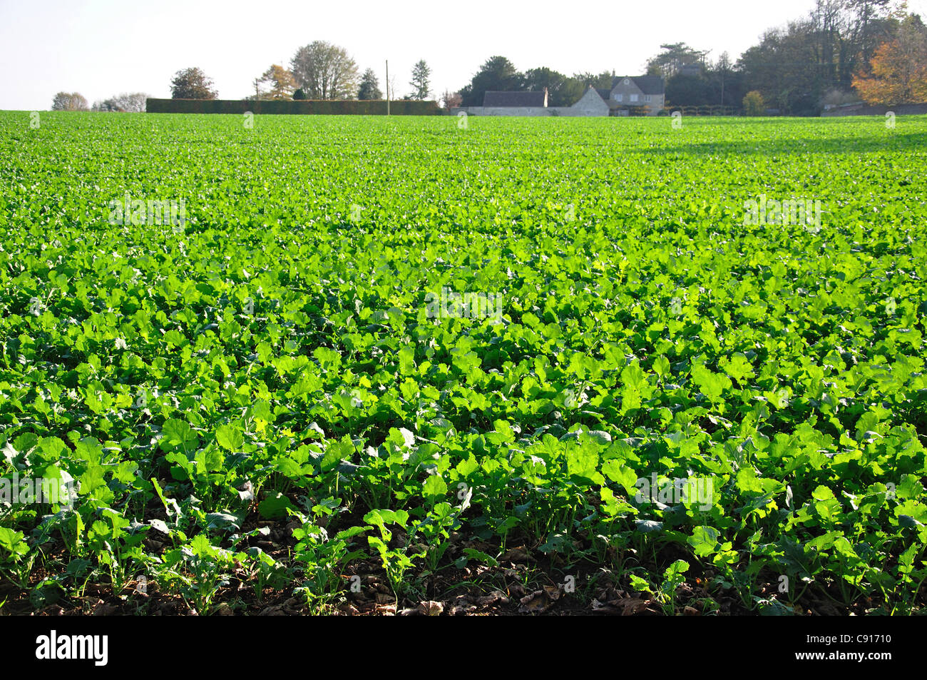 Campo di verdi crescente vicino Marshfield, Gloucestershire, England, Regno Unito Foto Stock