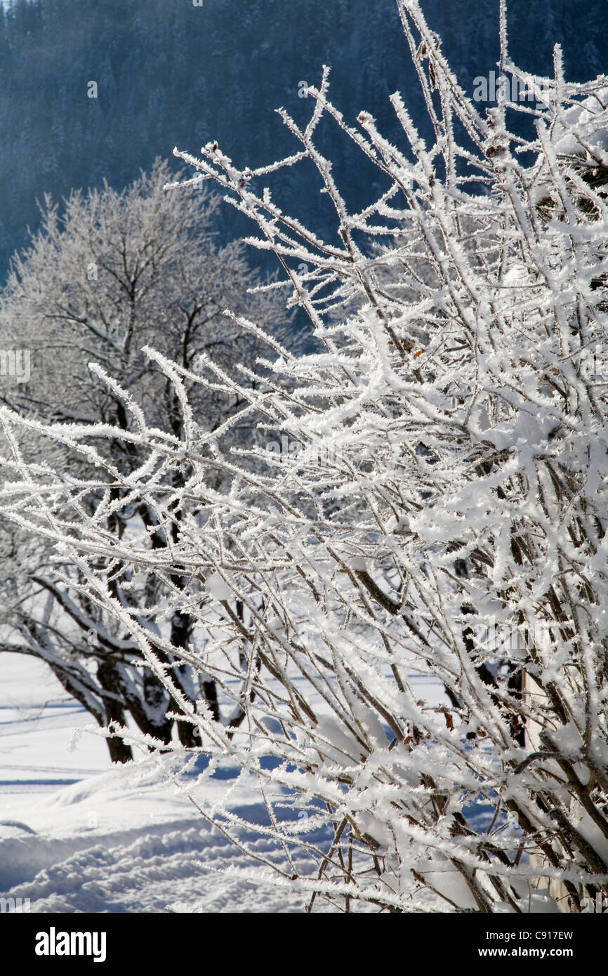 La neve cade nelle Alpi austriache regione ogni inverno. Gli alberi e gli arbusti sono rivestite con il gelo e la neve per mesi. Foto Stock