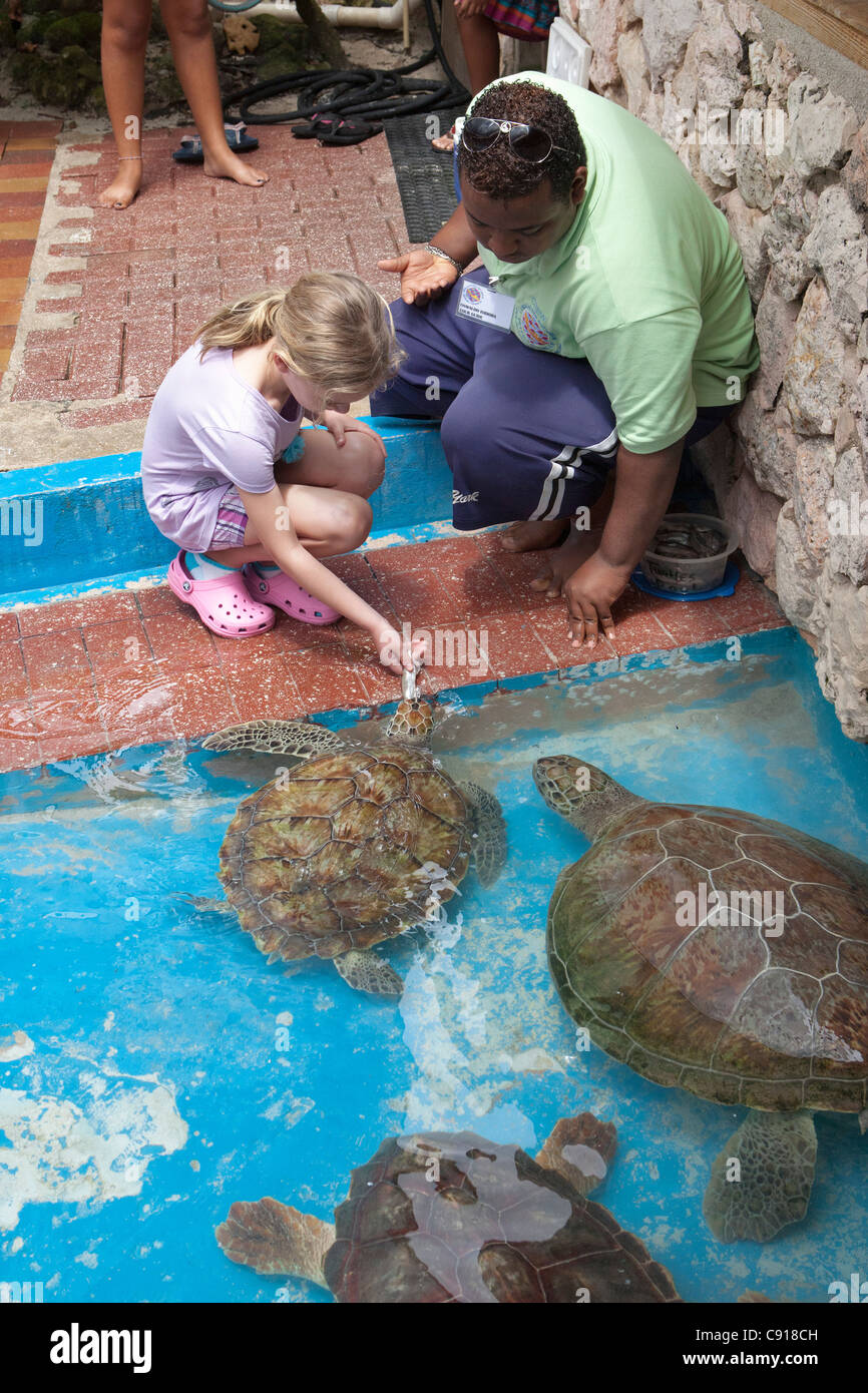 Curacao, isola dei Caraibi, indipendente dai Paesi Bassi a partire dal 2010. Willemstad. Acquario marino. Alimentazione di tartarughe. Foto Stock