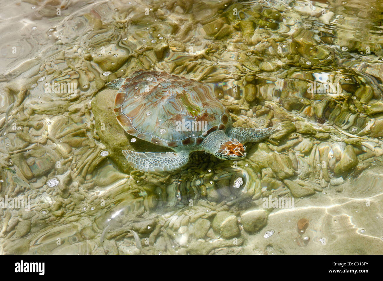Curacao, isola dei Caraibi, Lagun Bay, tartaruga verde (Chelonia Mydas). Foto Stock