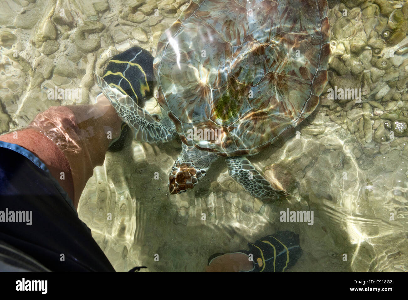 Curacao, isola dei Caraibi, Lagun Bay, tartaruga verde (Chelonia Mydas) nuoto attraverso le gambe di fotografo Frans Lemmens. Foto Stock