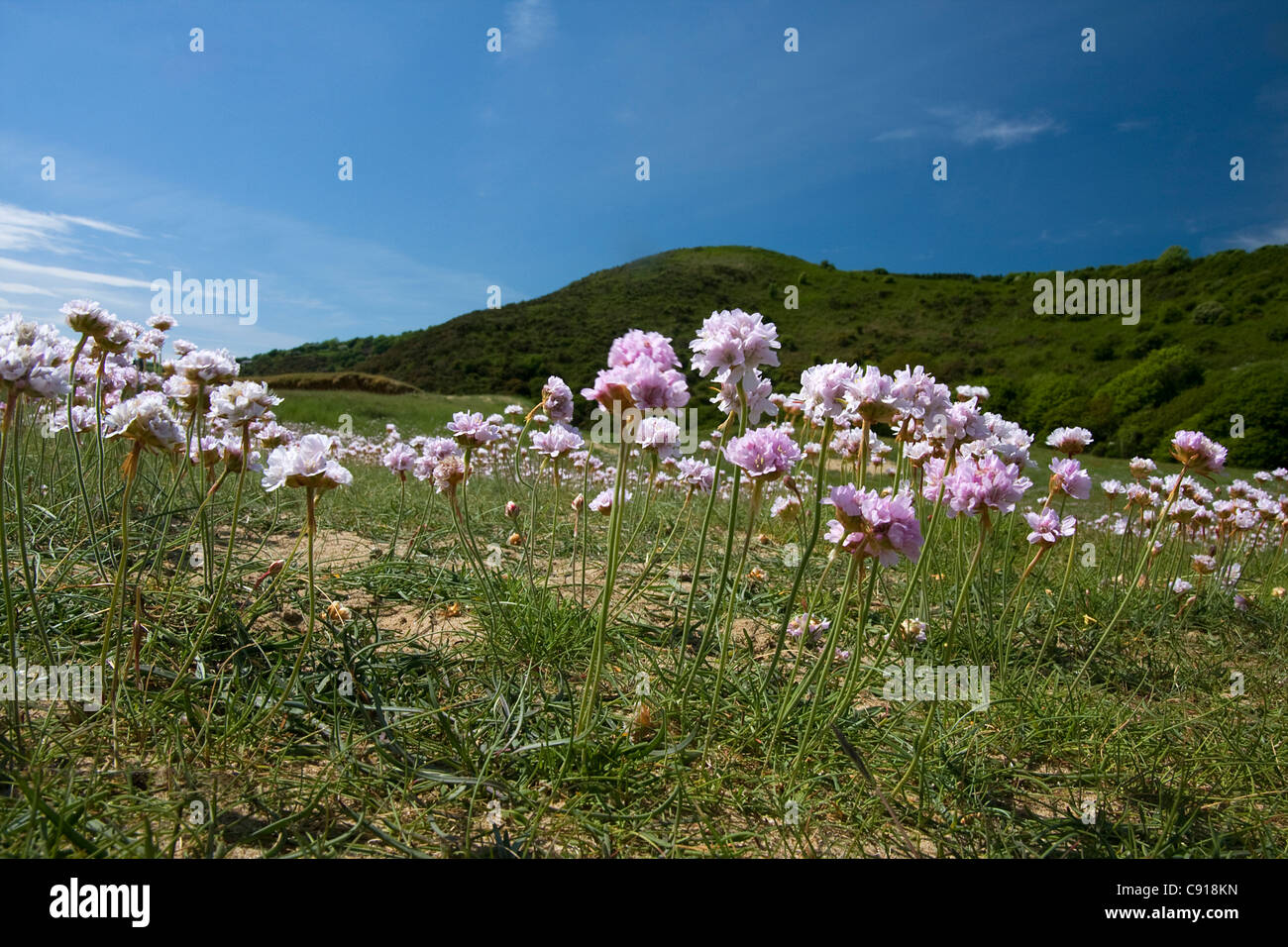 Sono Seathrifts hardy impianti balneari che fiore sul clifftops intorno alle baie della Penisola di Gower. Foto Stock