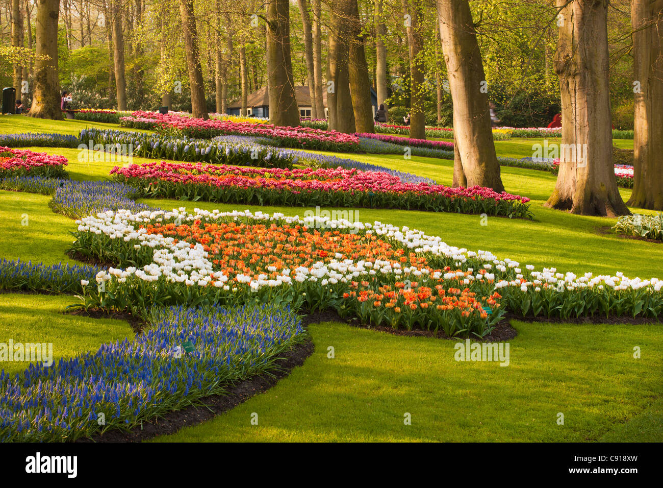 I Paesi Bassi Lisse, Keukenhof Flower Garden, principalmente Tulip. Foto Stock