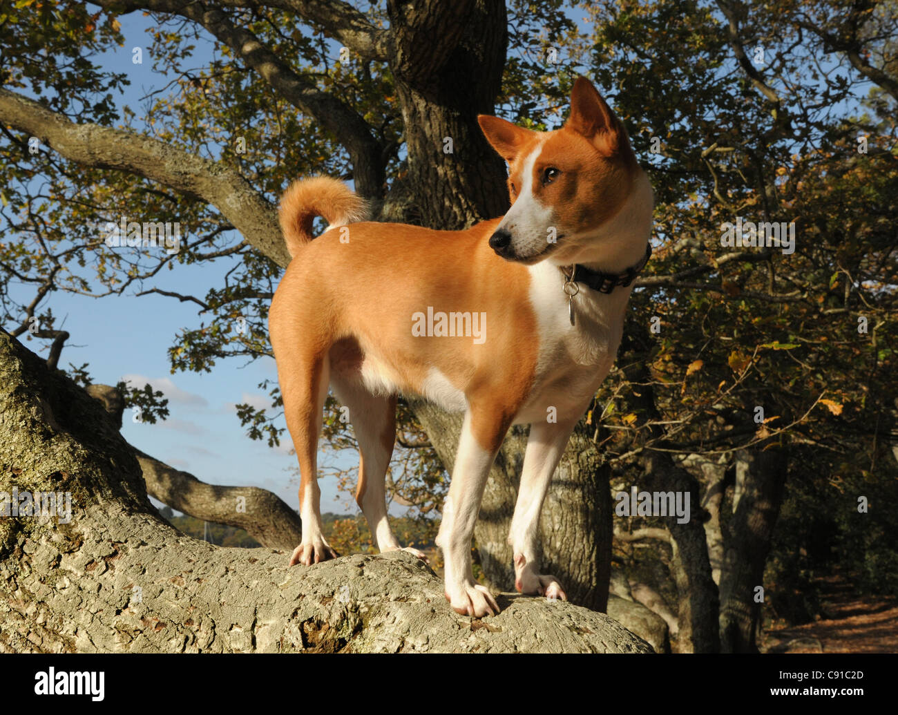 L antica africana centrale razza di cani da caccia, il Basenji. Un attraente, altamente indipendente e cane intelligente Foto Stock
