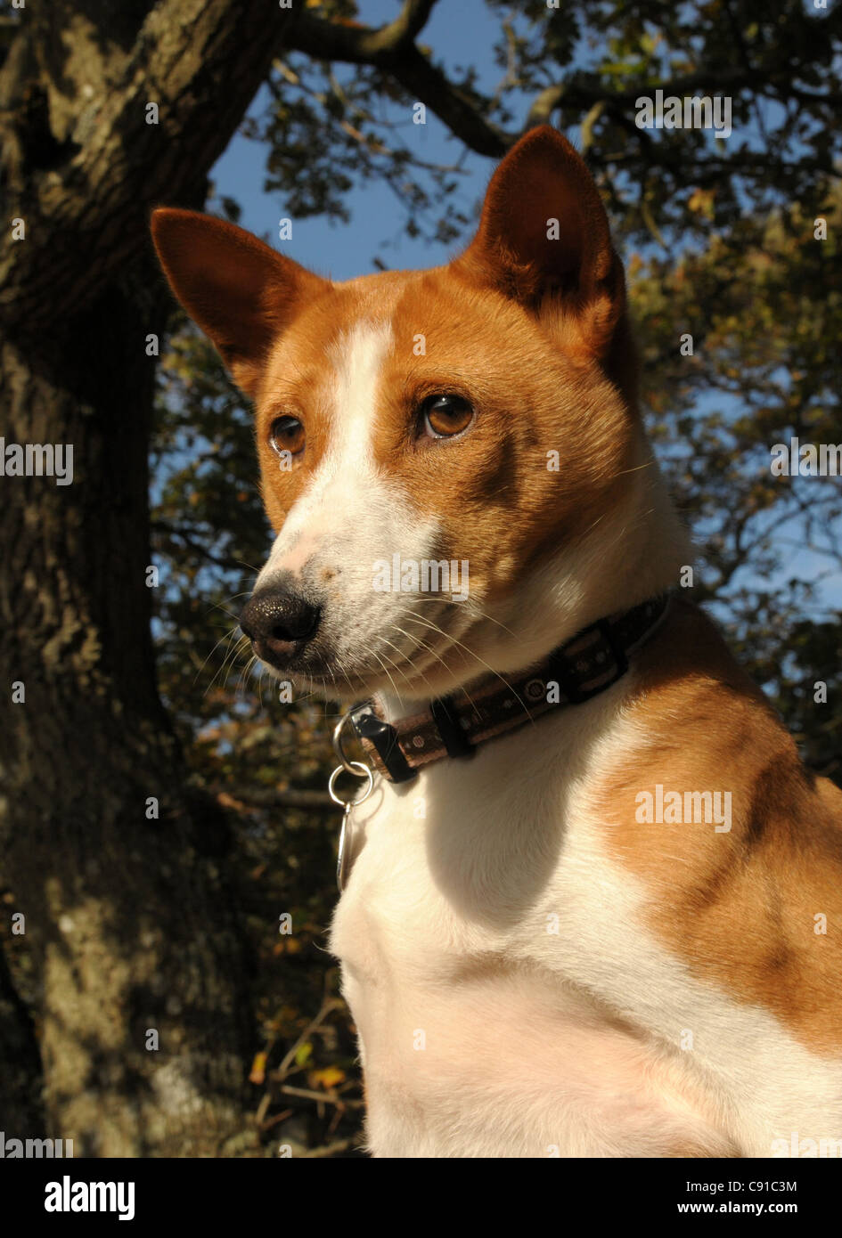L antica africana centrale razza di cani da caccia, il Basenji. Un attraente, altamente indipendente e cane intelligente Foto Stock
