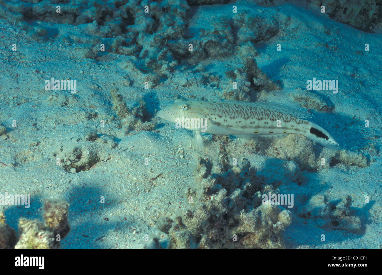 Chiazzato sandperch (Parapercis hexophtalma) nuoto su una scogliera di corallo Foto Stock