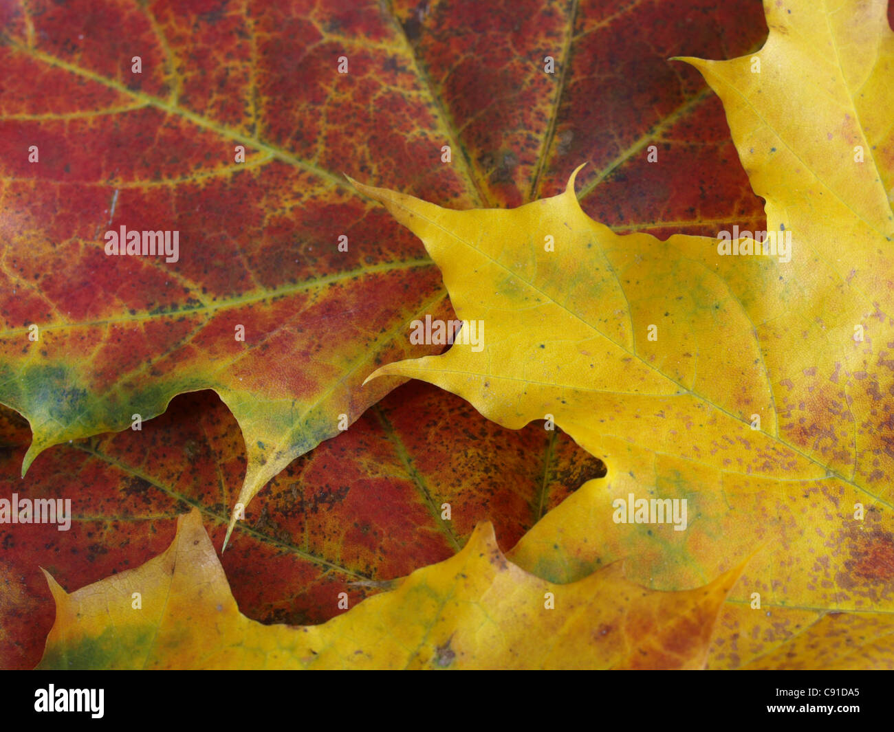 Maple fogliame di autunno / Ahorn Herbstblätter Foto Stock