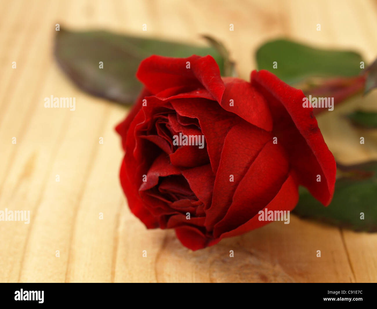 Red Rose si trova su una scheda / rote Rose liegt auf einem Brett Foto Stock