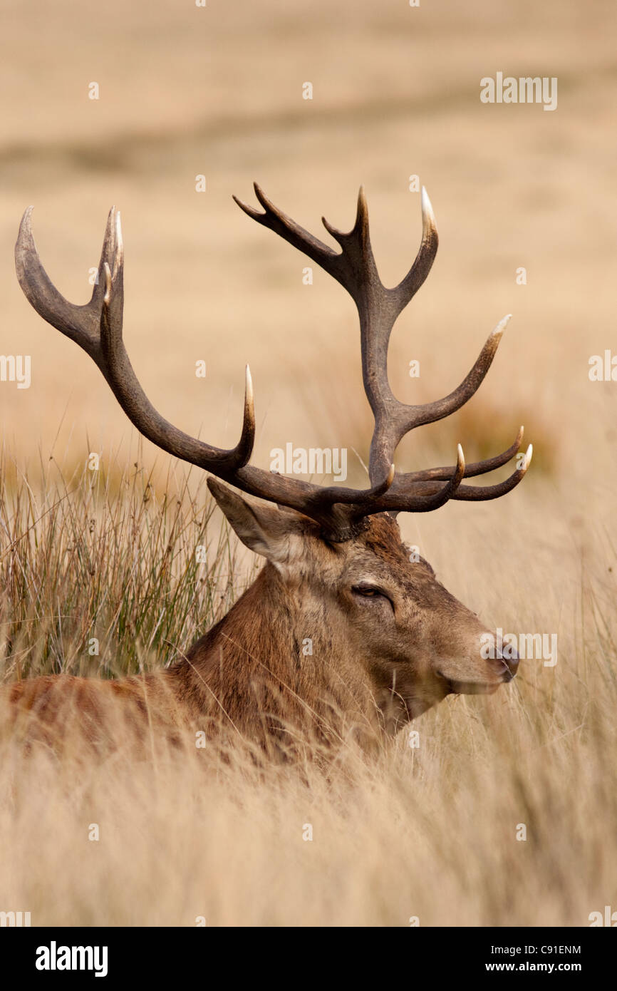 Red Deer stag, Curvus elaphus, Richmond Park, autunno/caduta, Surrey, England, Regno Unito Foto Stock