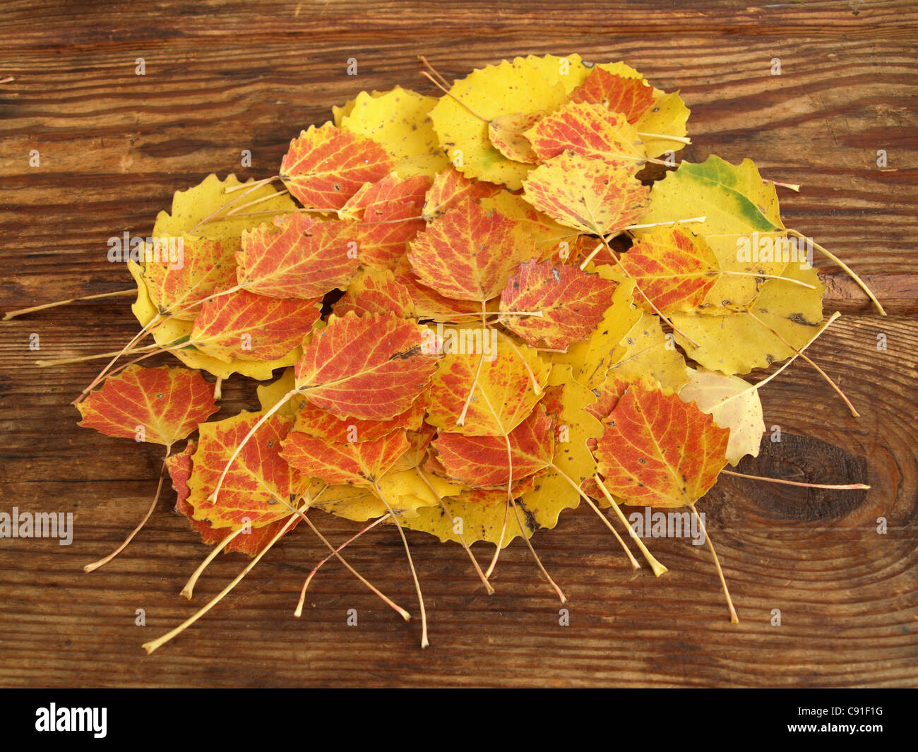 Il pioppo fogliame di autunno su una scheda di antiquariato / Pappel Herbstblätter auf einem antiken Brett Foto Stock
