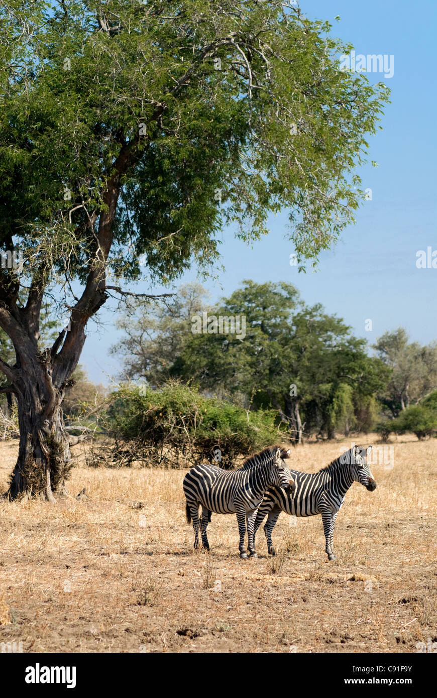 Burchill's zebre vagare attraverso il South Luangwa National Park. Foto Stock