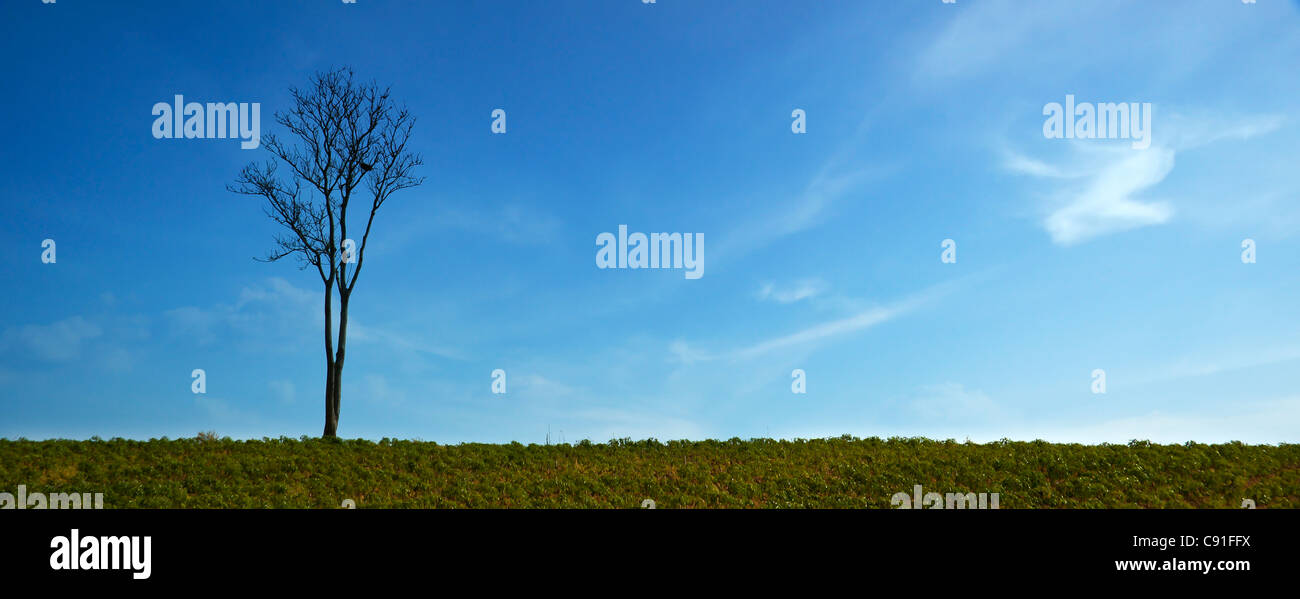 Stand alone albero senza foglie Foto Stock