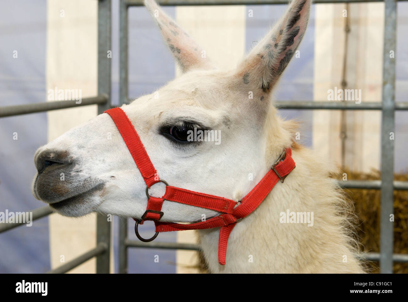 Un llama a Edenbridge e Oxted spettacolo agricolo Foto Stock