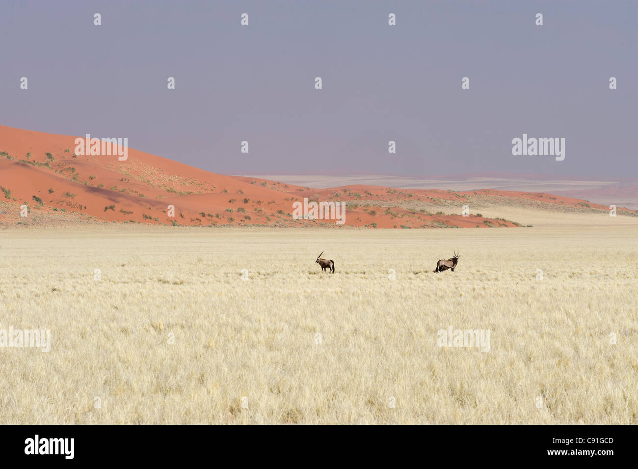 Gemsbuck Oryx gazella e dune di sabbia rossa del Namib Naukluft Park lungo la Raod 707 in Namibia Foto Stock