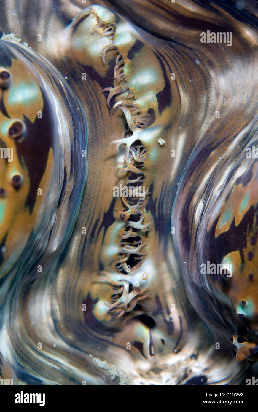 Particolare di Fluted Giant Clam, Tridacna squamosa, Krakatau, West Java, Indonesia, Asia Foto Stock