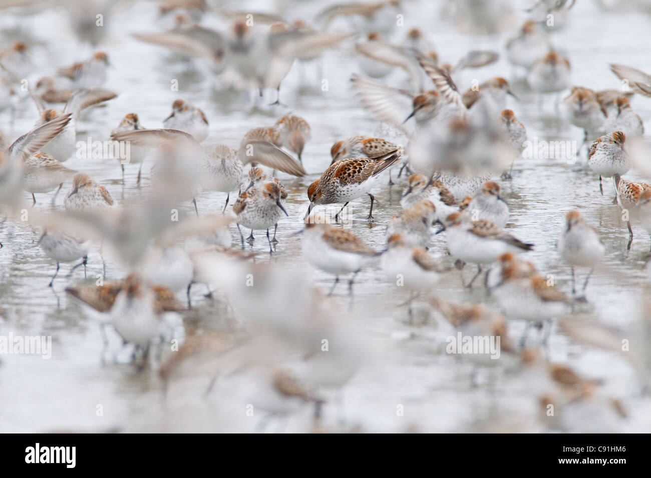 Western Sandpipers alimentare tra migrazione gregge sulle velme a Hartney Bay, il rame del delta del fiume, vicino a Cordova, Alaska, molla Foto Stock