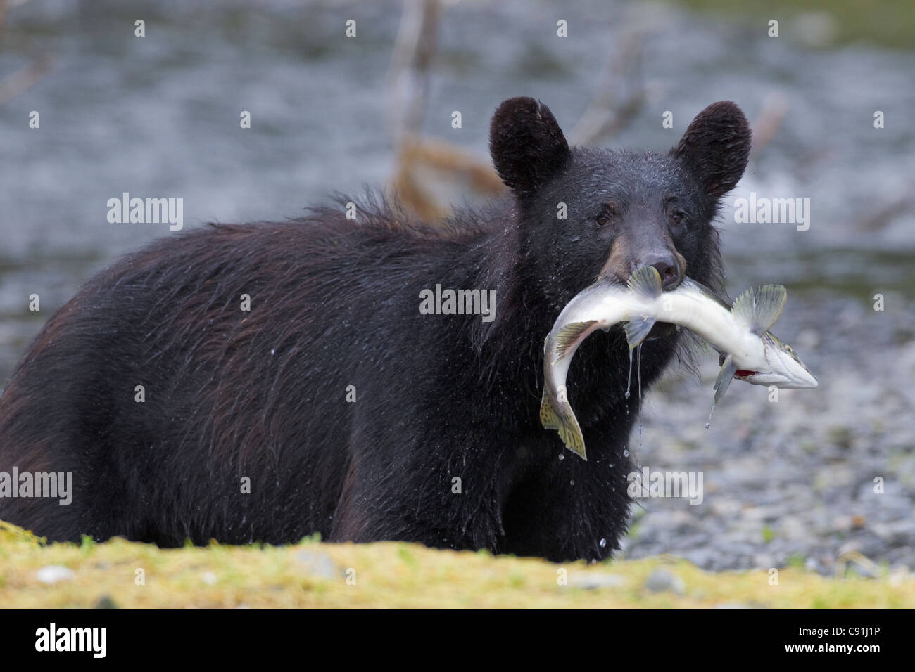 Orso nero con rosa salmone nella sua bocca a fianco di un torrente, Prince William Sound, centromeridionale Alaska, estate Foto Stock
