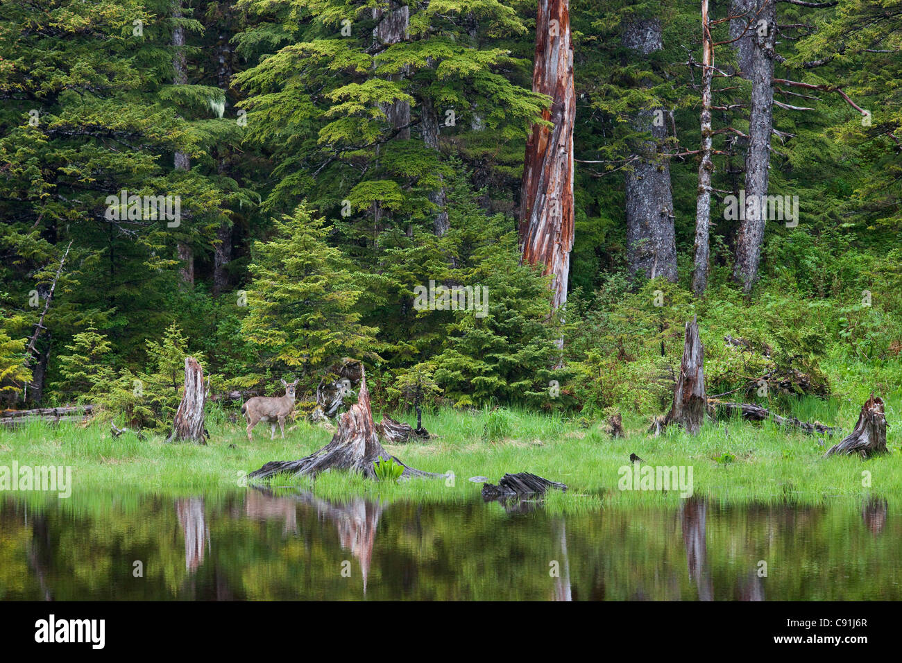 Sitka Black-tailed deer in piedi da stagno nella foresta pluviale, Hinchinbrook Island, Prince William Sound, centromeridionale Alaska Foto Stock