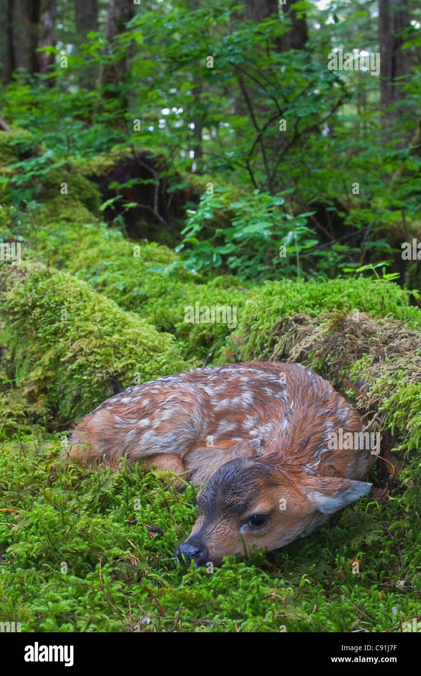 Nero-Tailed Deer Fawn giacente in moss contemplati nella foresta pluviale, Montague Island, Prince William Sound, centromeridionale Alaska, estate Foto Stock