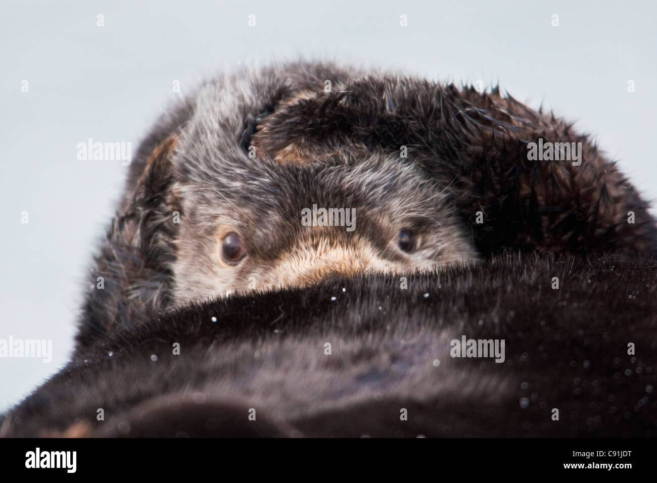 Sea Otter spiata sotto le armi mentre copre le orecchie con le zampe, Prince William Sound, centromeridionale Alaska, inverno Foto Stock