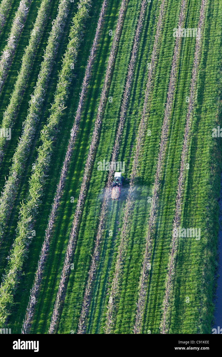 Foto aerea, filari di meli in fiore, trattore spruzzatura, Bassa Sassonia, Germania Foto Stock