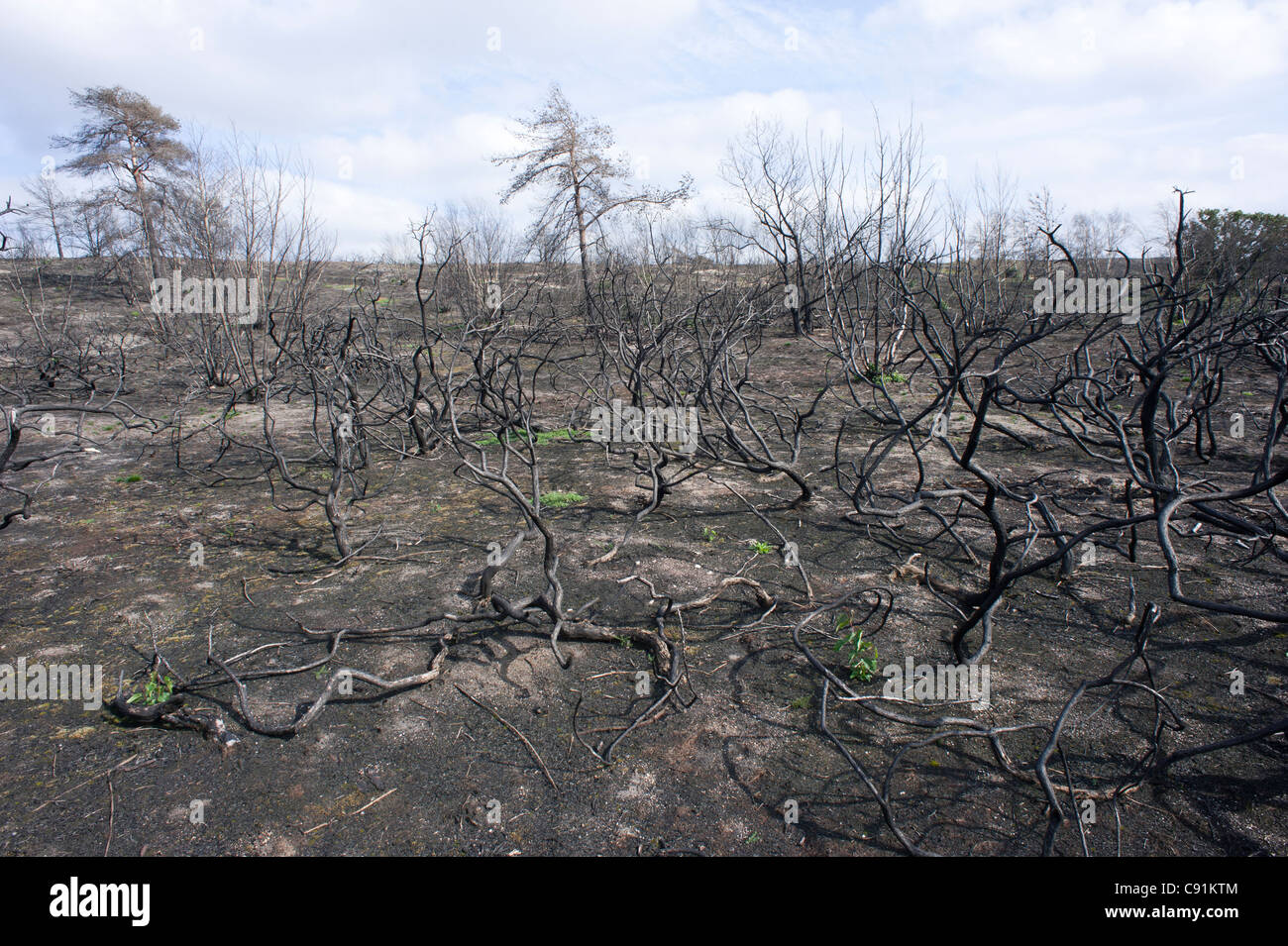 Conseguenze del fuoco su Frensham comune, Frensham, SURREY REGNO UNITO Foto Stock