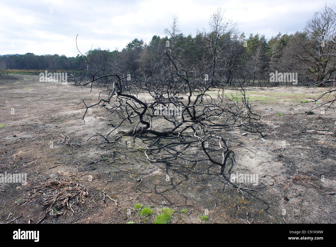 Conseguenze del fuoco su Frensham comune, Frensham, SURREY REGNO UNITO Foto Stock
