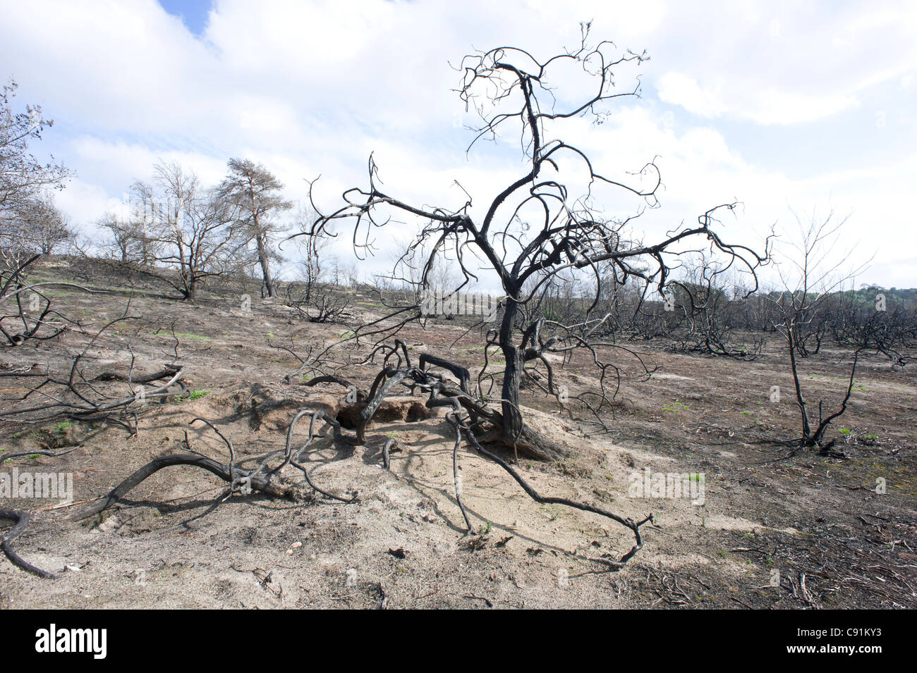 Conseguenze del fuoco su Frensham comune, Frensham, SURREY REGNO UNITO Foto Stock