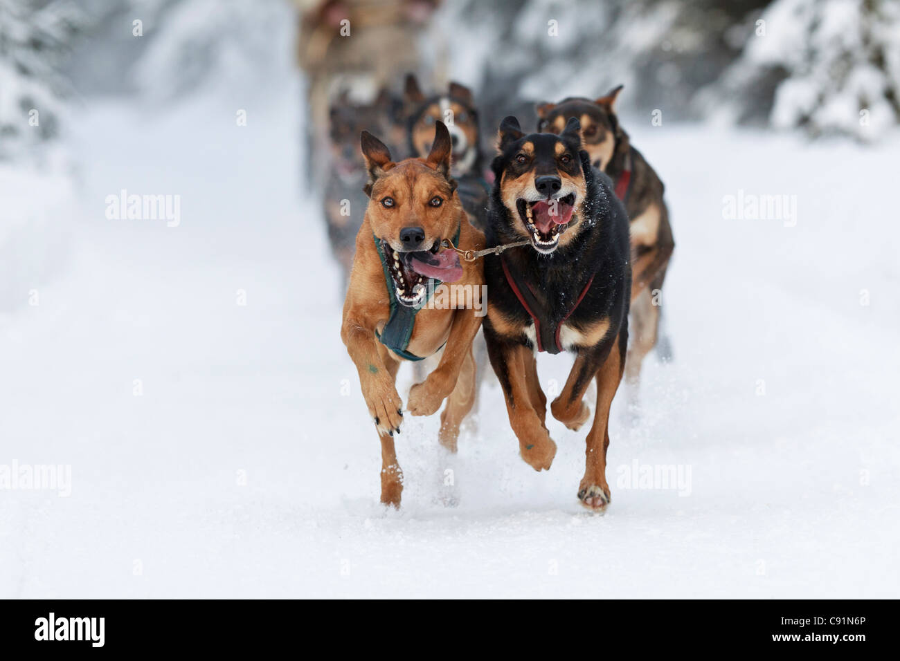 Marvin Kokrine di cani in esecuzione nel 2011 ExxonMobil aperto, centromeridionale Alaska, inverno Foto Stock