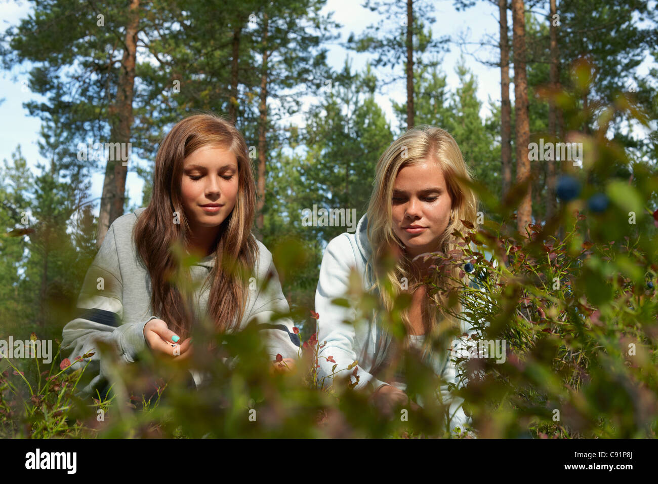 Le donne di bacche di prelievo nella foresta Foto Stock