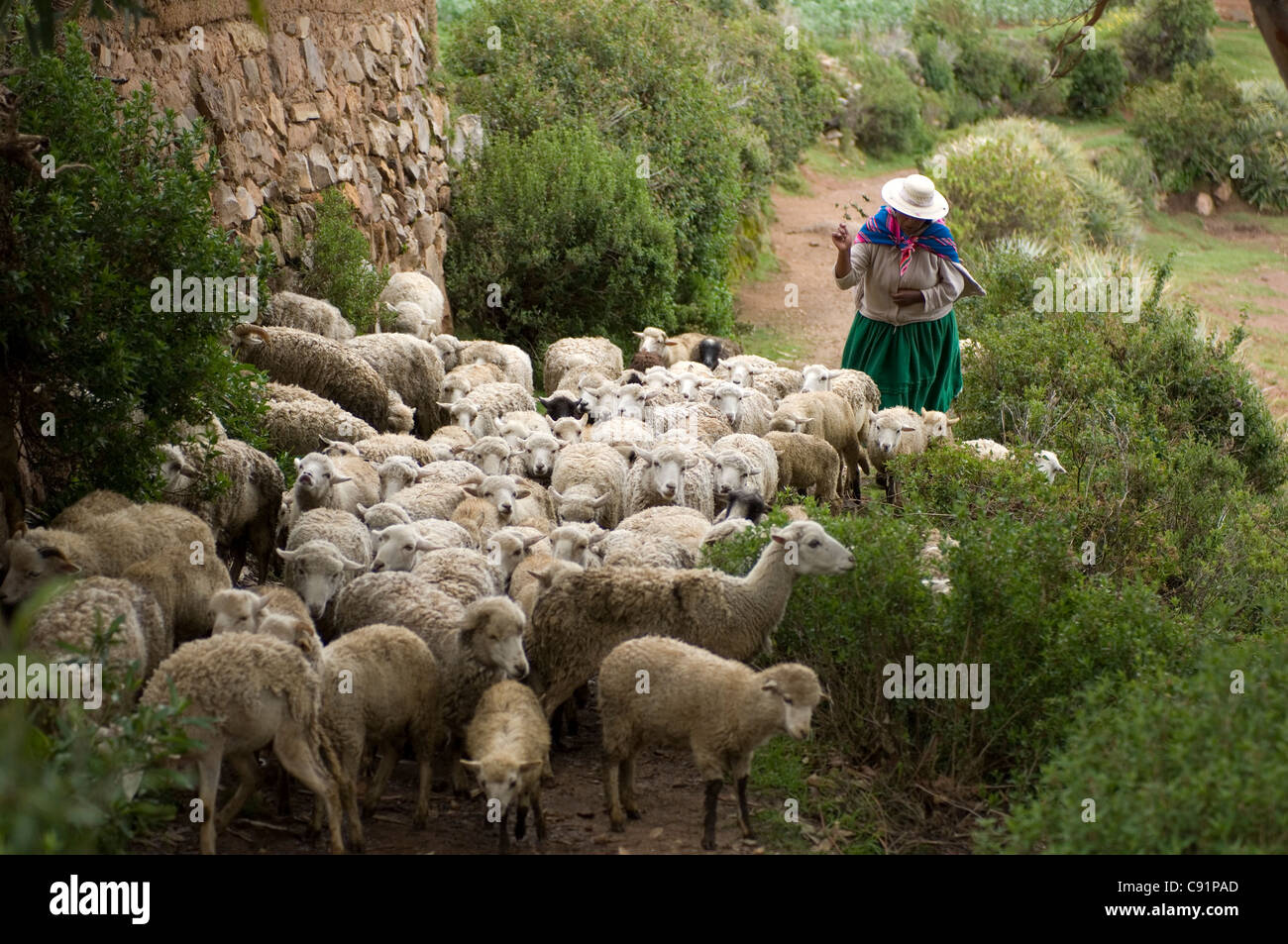 Un indigeno Indian pastorella guida il suo gregge fino un percorso sull'Isola del Sole (Isla del Sol) in Bolivia il lago Titicaca. Foto Stock