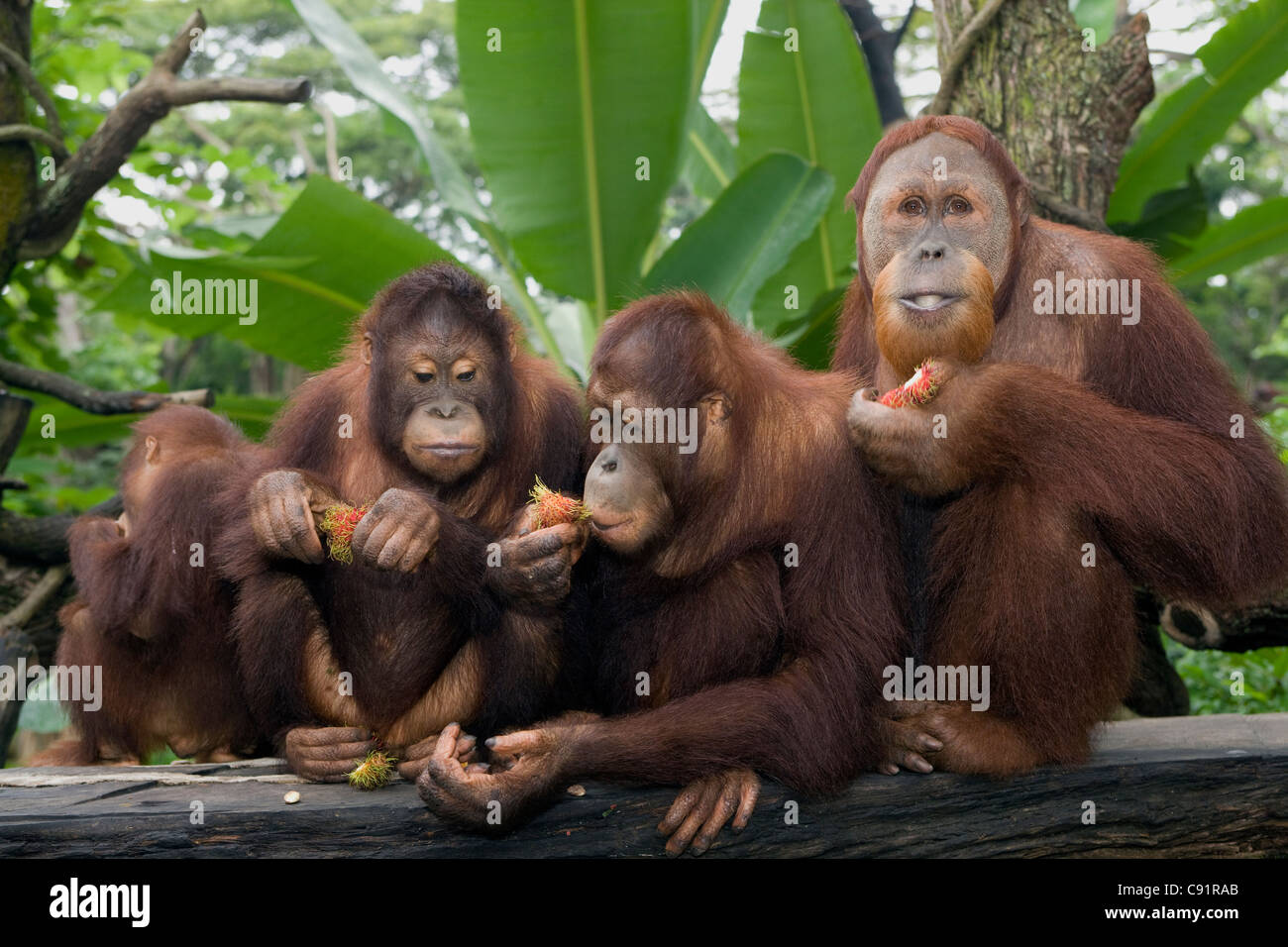 Singapore Zoo: Jungle Breakfast con orangutan Foto Stock