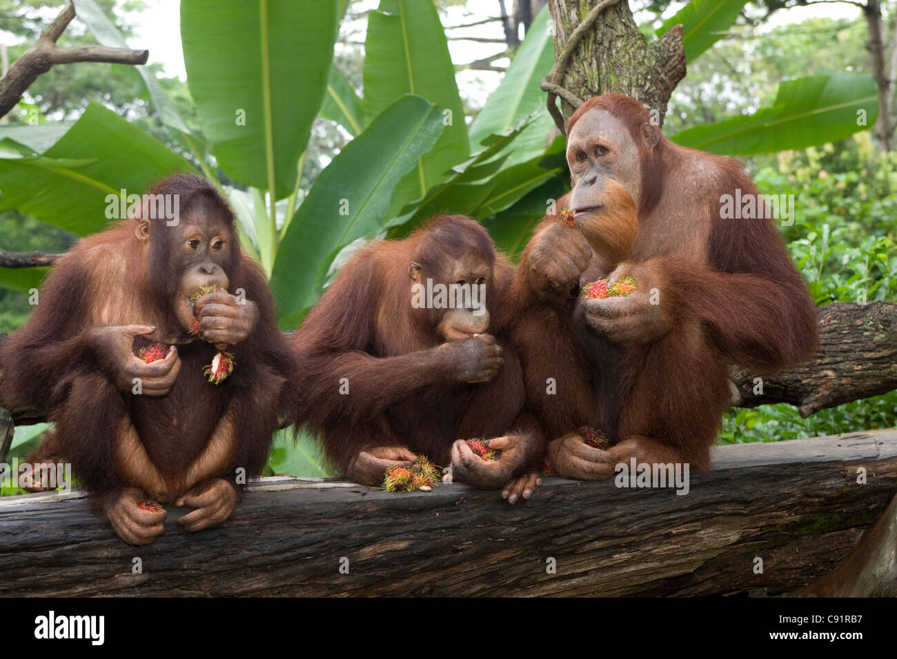 Singapore Zoo: Jungle Breakfast con orangutan Foto Stock