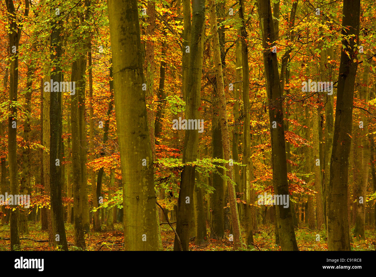 Close-up di foglie e alberi d'Autunno in legno. Foto Stock