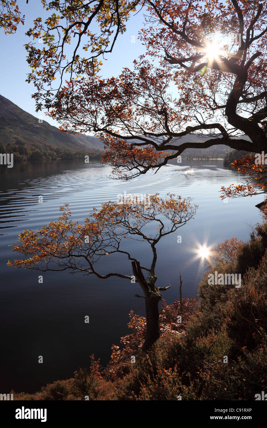 Autunno alberi Ullswater Lake District Cumbria Regno Unito Foto Stock