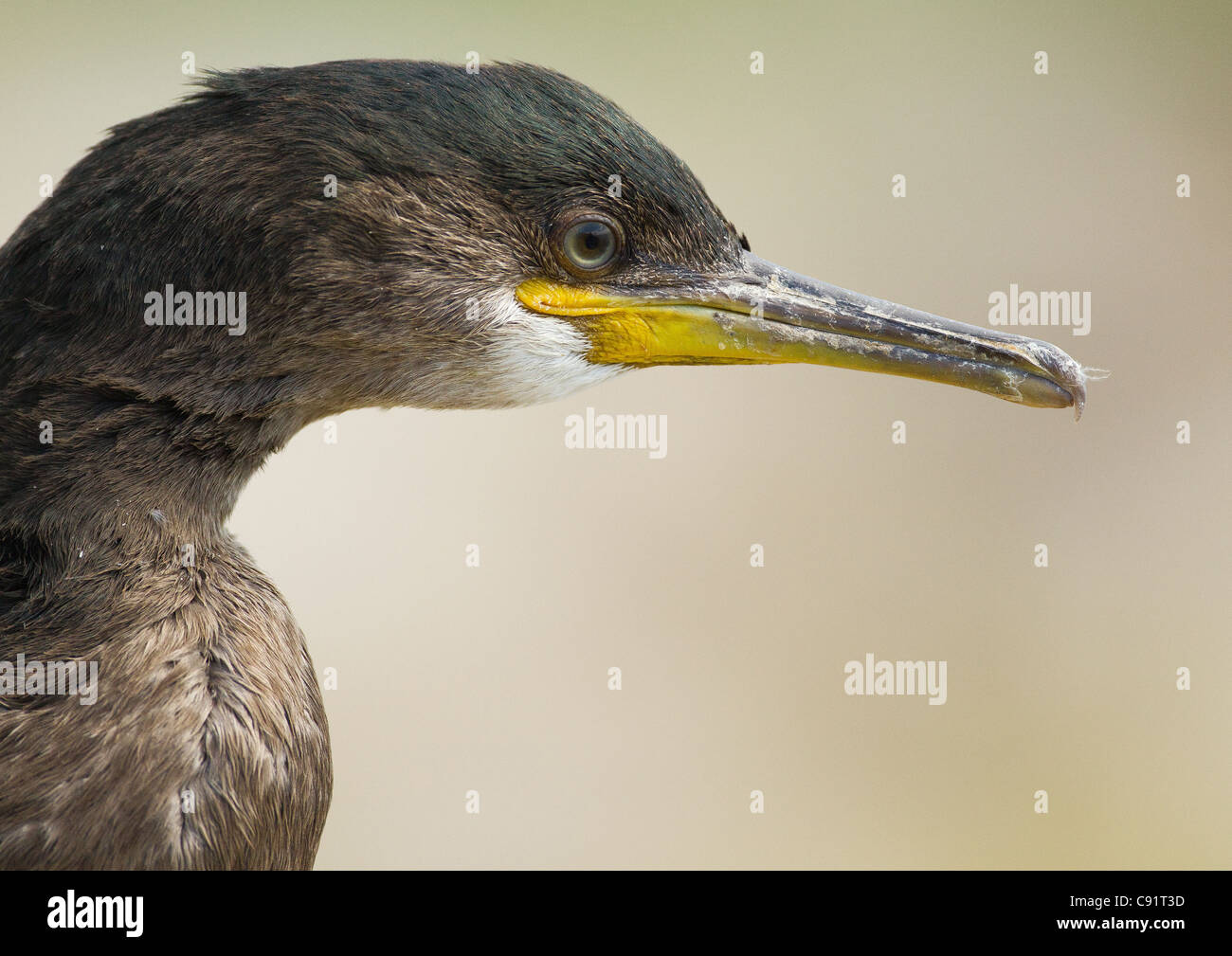 Shag ( Phalacrocorax aristotelis ) Foto Stock