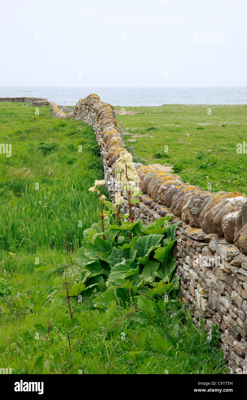 Un muro di pietra confine intorno Stromness sull isola di Orkney, Scozia. Foto Stock