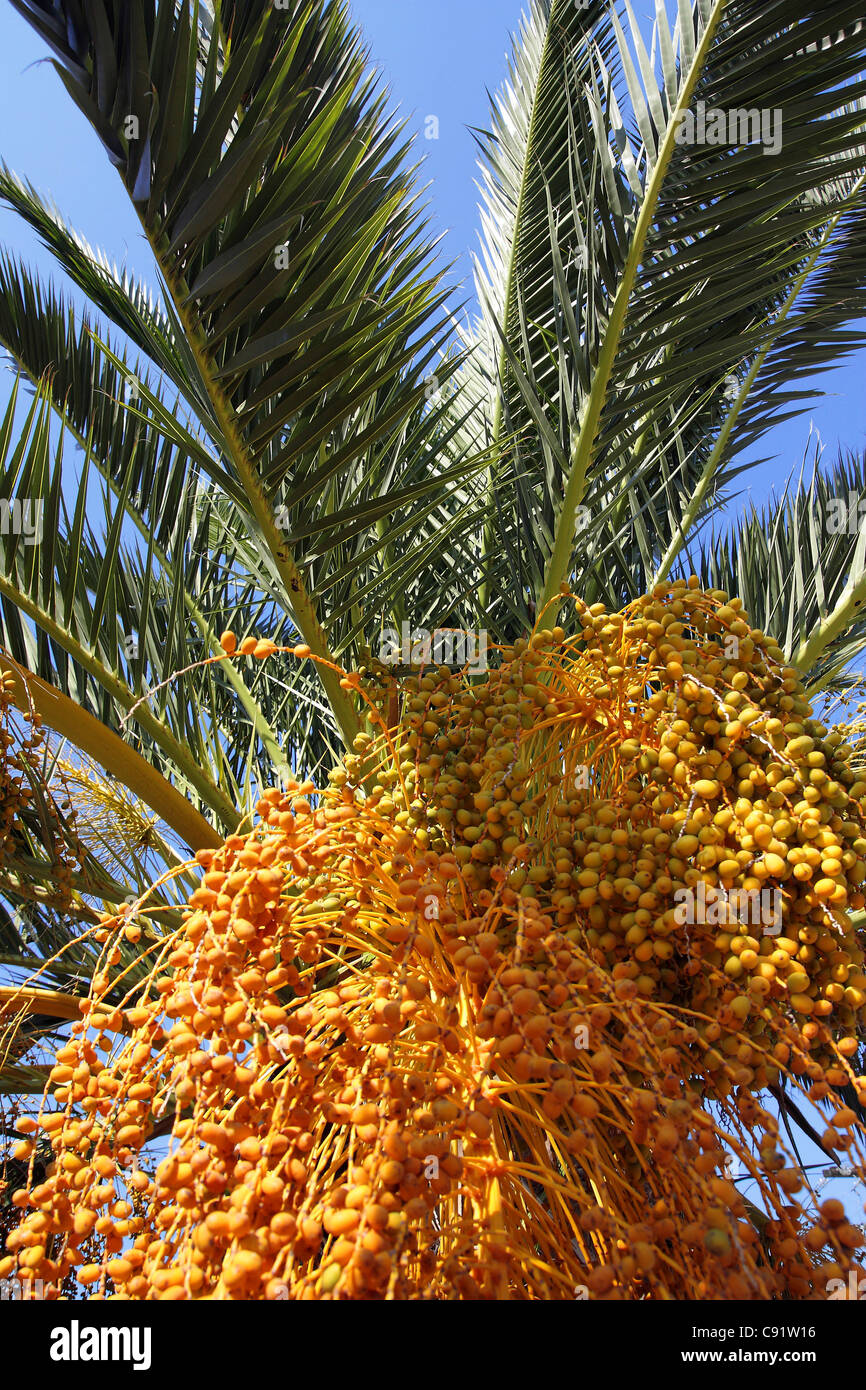 Palm tree con frutta, Skiathos, Grecia Foto Stock