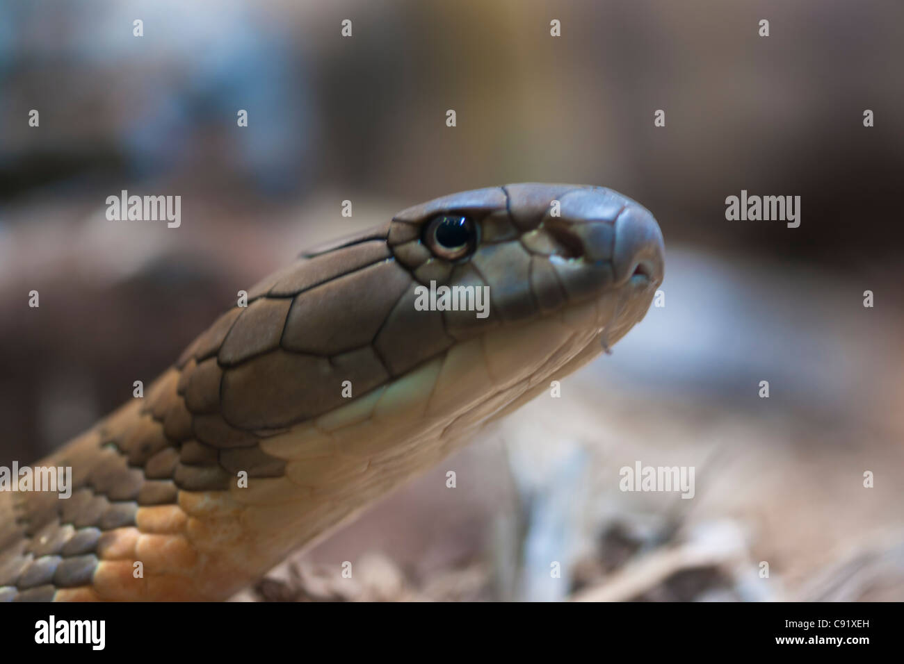 King Cobra Foto Stock