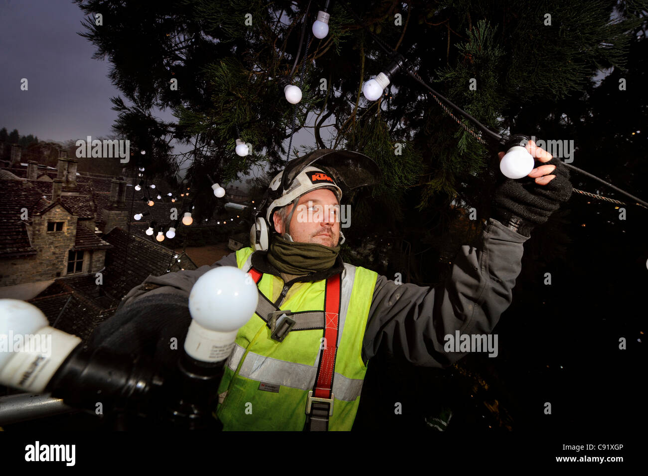 Wakehurst Place, West Sussex, Regno Unito, 08/11/11. Arborist Steve Robinson nel gigantesco albero di sequoia a Wakehurst Place, decorare con 1.800 lampadine. La struttura sarà il fulcro delle feste di Natale a Wakehurst, country estate del Royal Botanic Gardens, Kew. Interruttore di pubblico-on è 25/11/11. Foto Stock